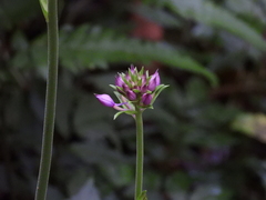 Calanthe dominyi