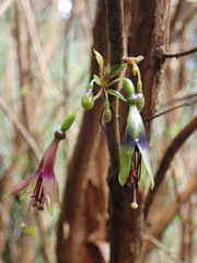 Fuchsia excorticata