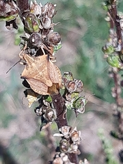 Carpocoris fuscispinus