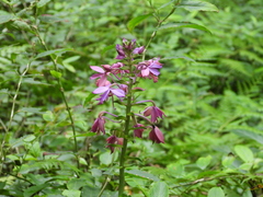 Calanthe dominyi