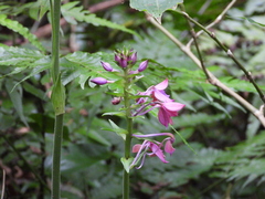 Calanthe dominyi
