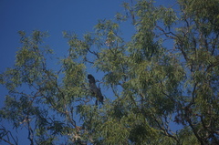 Calyptorhynchus banksii