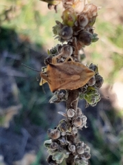 Carpocoris fuscispinus
