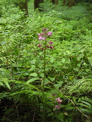 Calanthe dominyi
