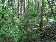 Abies sibirica