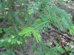 Abies sibirica