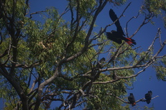 Calyptorhynchus banksii