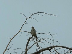 Cisticola chiniana