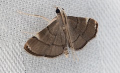 Cangetta hartoghialis
