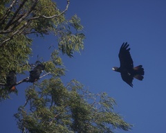 Calyptorhynchus banksii