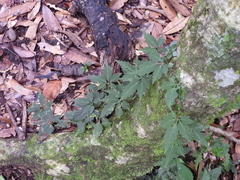 Gynostemma pentaphyllum