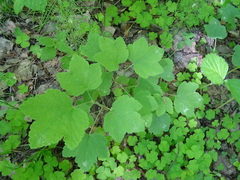 Ribes spicatum hispidulum