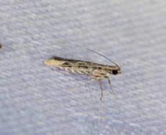 Conopomorpha sinensis