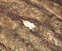 Dichomeris cymatodes