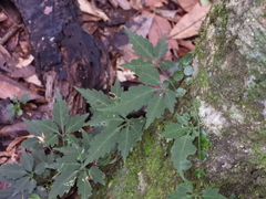 Gynostemma pentaphyllum