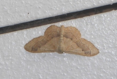 Idaea aversata