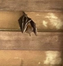 Cynopterus brachyotis