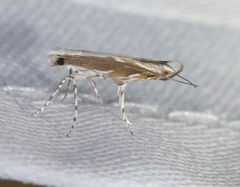 Epicephala lativalvaris