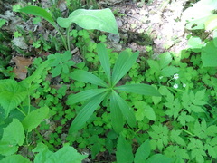 Lilium martagon pilosiusculum