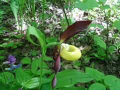 Cypripedium calceolus