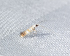 Gibbovalva singularis