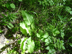 Crepis sibirica