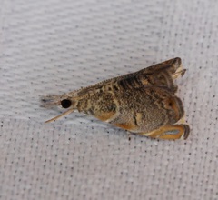 Glaucocharis subalbilinealis