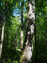 Betula pubescens