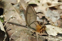 Haetera piera