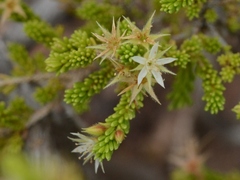 Calytrix brownii