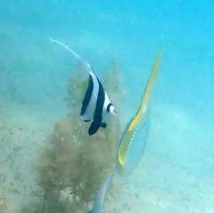 Heniochus diphreutes