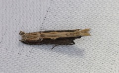 Hypatima spathota