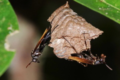 Mischocyttarus