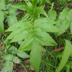 Sambucus gaudichaudiana