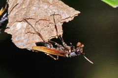 Mischocyttarus