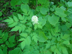Actaea erythrocarpa