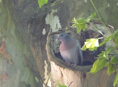 Columba oenas