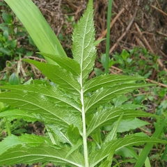 Sambucus gaudichaudiana