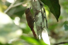 Glyphorynchus spirurus