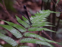 Psolodesmus mandarinus mandarinus