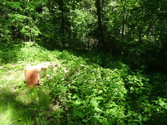 Urtica galeopsifolia