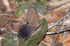 Pierella lamia chalybaea
