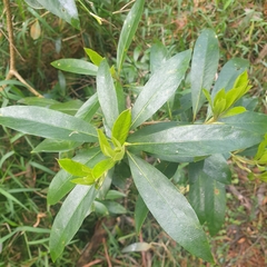 Myoporum petiolatum