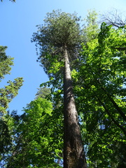 Pinus sibirica