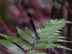 Psolodesmus mandarinus mandarinus