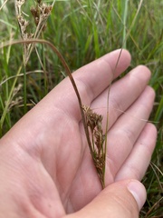 Juncus tenuis