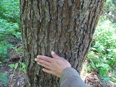 Pinus sibirica