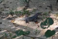 Varanus salvator macromaculatus