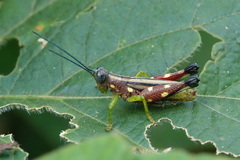 Syntomacris guttulosa