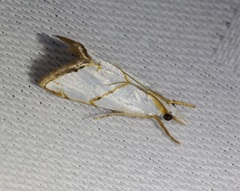 Pseudargyria interruptella